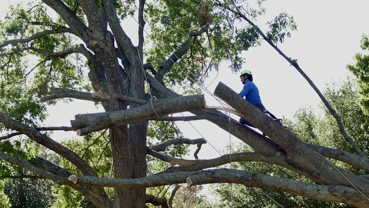 Professional Hazardous Tree Removal performed by certified arborists in Gonzales